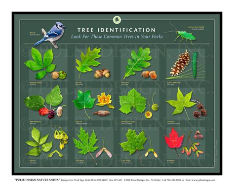 Outdoor Interpretive Sign: Tree, ID Guide, Sycamore, Hickory, Oak ...