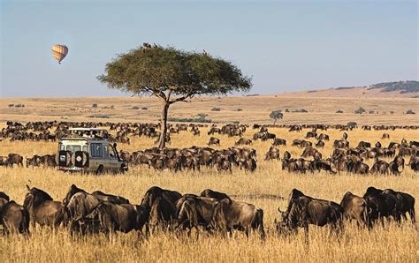 The Best Time to Visit Masai Mara National Reserve | Kenya Safaris