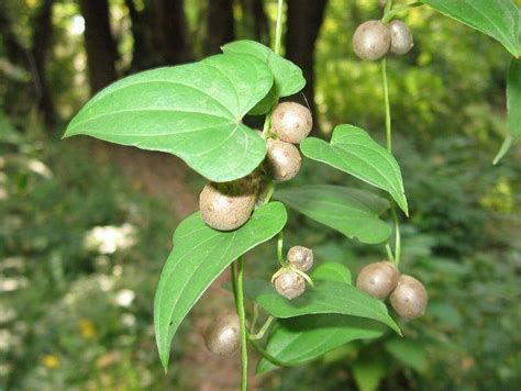 Chinese Yam (Dioscorea polystachya) - Guide to Kansas Plants ...