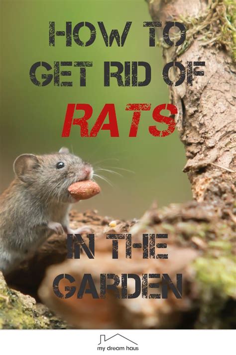 How To Get Rid of Rats in the Garden | Getting rid of rats, Plant ...