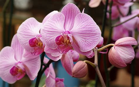 Pink orchid wallpaper