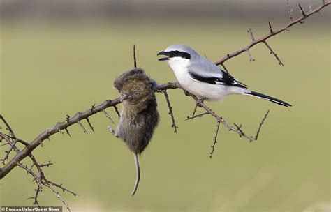 Rodent kebab: Ruthless ‘butcher bird’ IMPALES its prey on thorns then ...