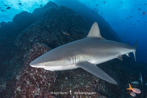 Galapagos Shark - Carcharhinus galapagensis