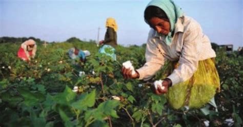 Better Cotton’s impact in India shows improved profitability and ...