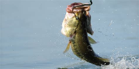 The 5 Best Bass Lures and Baits | The Fishidy Blog