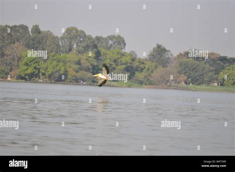 Pelican birds on lake Tana Stock Photo - Alamy