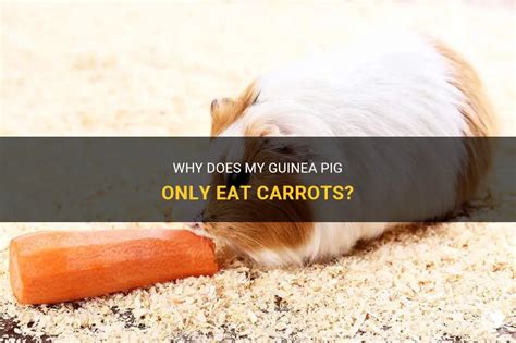 Why Does My Guinea Pig Only Eat Carrots? | PetShun