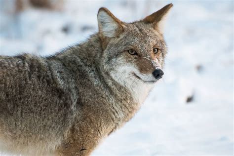 Coyote Spirit Animal & Symbolism: Meaning Of Seeing A Coyote