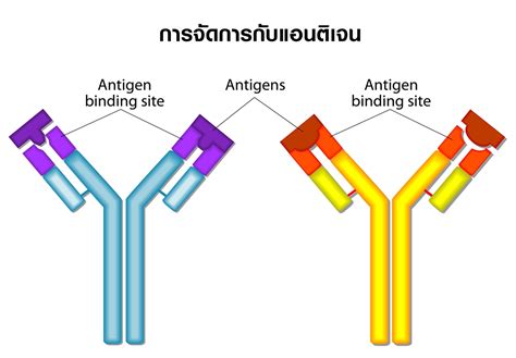 การทดสอบแอนติบอดีบอกอะไรเราบ้าง? | EOI Figueres