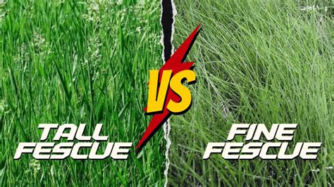 Tall Fescue vs. Fine Fescue: Which Grass is Better? - Lawnal