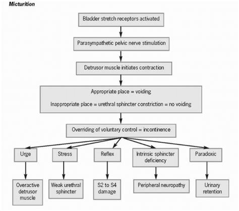 Micturition and Incontinence | Nurse Key