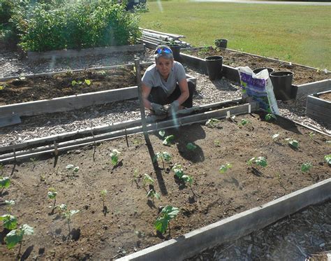 Maine Home Garden News - June 2017 - Cooperative Extension: Garden and ...