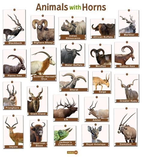 Animals with Horns: List and Facts with Pictures