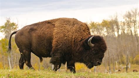 Wyoming state symbol: Animal - American bison | Power animal, American ...