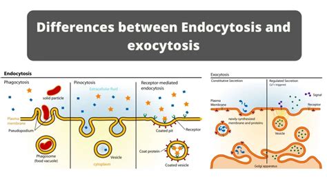 Endocytosis and Exocytosis - Differences , Similarities ,Roles, Steps ...