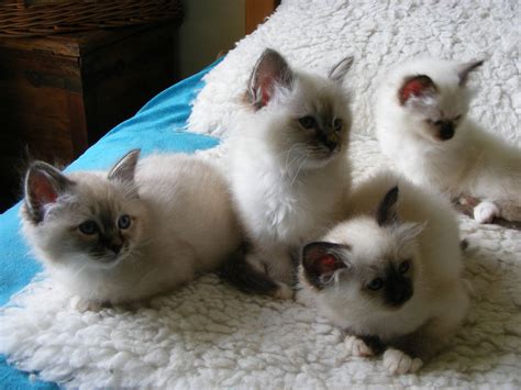 Birman Cat Info, History, Personality, Kittens, Diet, Picture