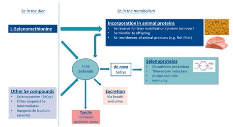 L-selenomethionine: a powerful antioxidant for commercial finfish ...