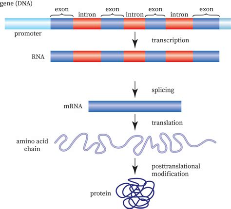 Gene Expression | bartleby