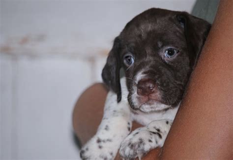 Braque Francais Puppies – Boykin Spaniels and other Gun Dogs Available ...