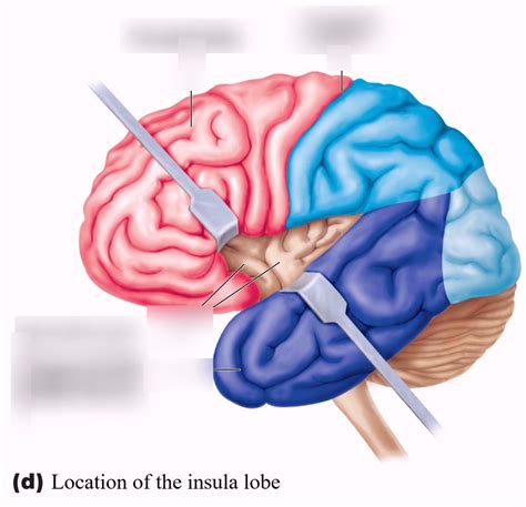 Insular Lobe