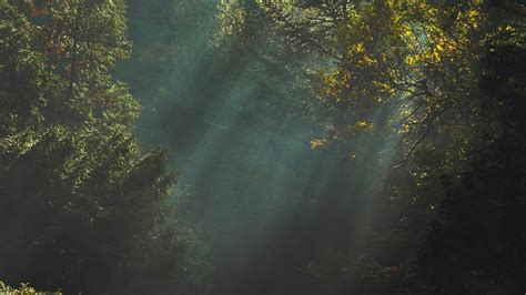 green leafed tree #trees #sunlight #dark #nature #1080P #wallpaper # ...