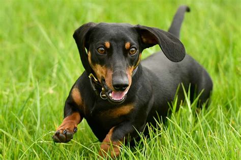 Miniature Dachshund | Dog Breeds Facts, Advice & Pictures | Mypetzilla UK