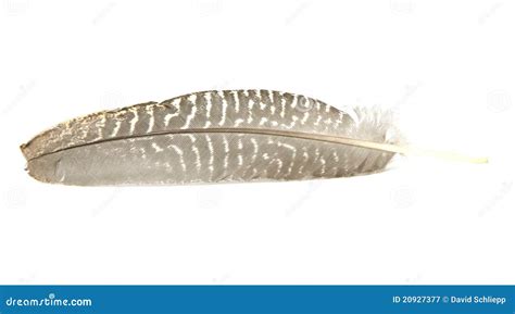 Guinea Fowl Feather stock image. Image of feather, guinea - 20927377