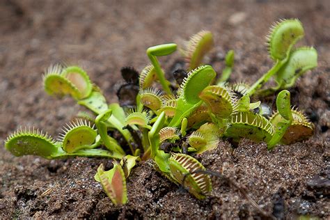 Venus Flytrap | San Diego Zoo Animals & Plants