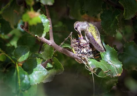 Feeding Baby Hummingbird Photograph by Judi Dressler - Pixels