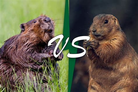 Beaver Vs Groundhog (11 Differences) - Wildlife Informer