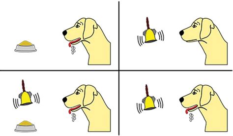 Pavlov’s Dogs Experiment & Pavlovian Conditioning Response