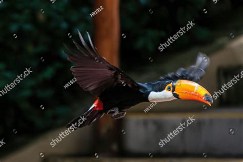 Toco Toucan flying in the air., a toucan bird with a colorful beak ...