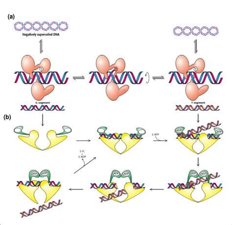 Explain the Differences Between Type I and Type Ii Topoisomerases