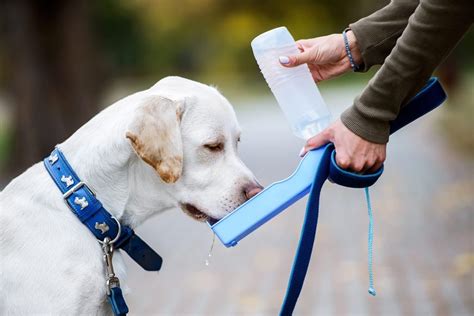 10 Best Portable Dog Water Bottles in 2022 - Road Affair