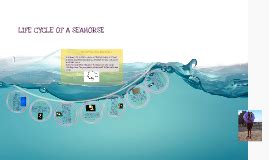 Life Cycle of a Seahorse by Gene Cynthia on Prezi