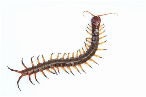 Centipede definition and meaning | Collins English Dictionary