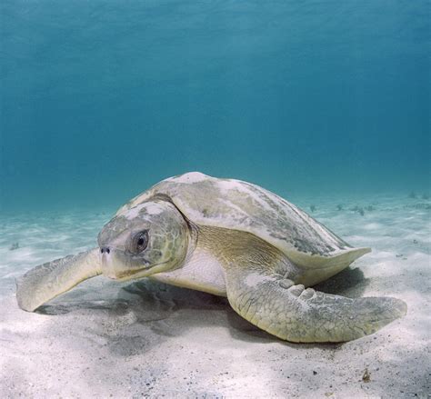 Genetic Tools for Sea Turtle Conservation — The State of the World's ...