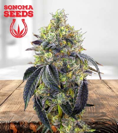 Fatso Strain Feminized Marijuana Seeds | Sonoma Seeds