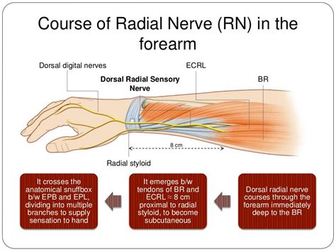 Radial Nerve Anatomy Radial Nerve Palsy And Radial Nerve Injury | Porn ...