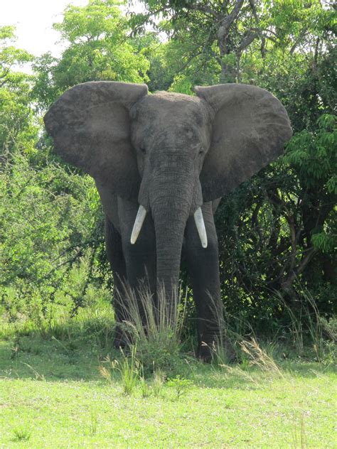 Fort Portal | Brilliant Uganda