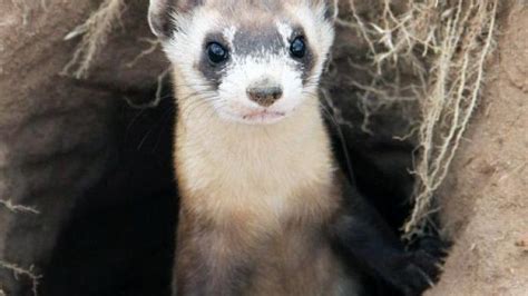 Predators of prairie dogs released in Colorado | Open Spaces | trib.com