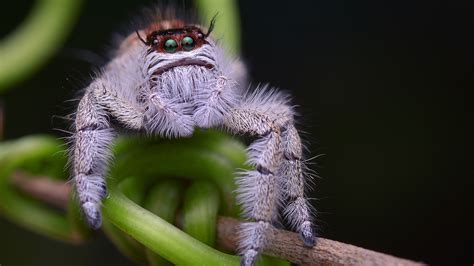 Jumping spiders: Facts about the cutest arachnids on the planet | Live ...