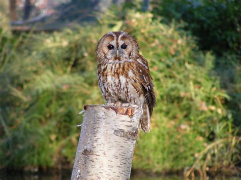 Tawny owl | Tawny owl - taken at The Hawk Conservancy, Weyhi… | Flickr