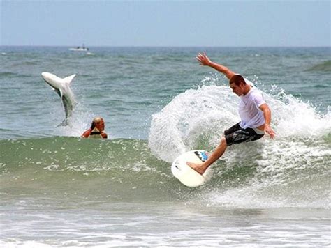 New Smyrna Beach, Florida | Shark!!! | New smyrna beach florida, New ...