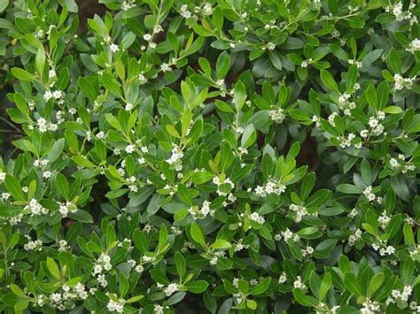 Ilex glabra | Inkberry Holly | Ancient Roots Native Nursery