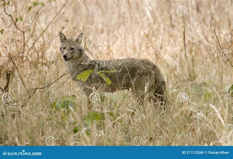 Female Indian Jackal in Its Habitat Stock Photo - Image of beautiful ...