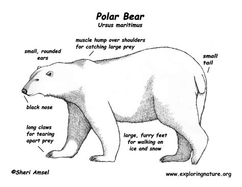 Informational Reading and Writing- Class Topic: Polar Bears - Mrs ...