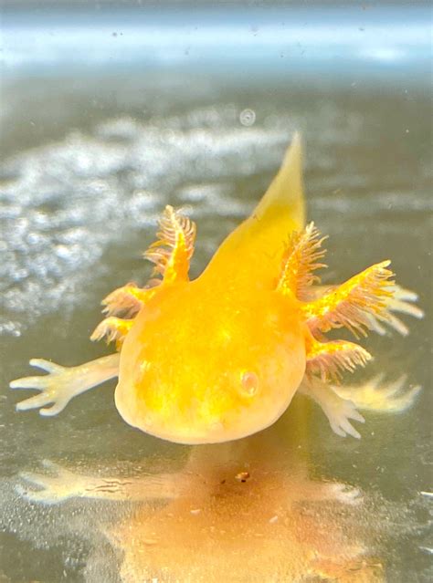 Sunrise Golden Albino with Iridophores #7 – Ivy's Axolotls - Quality ...