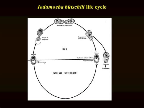 Iodamoeba Butschlii Life Cycle