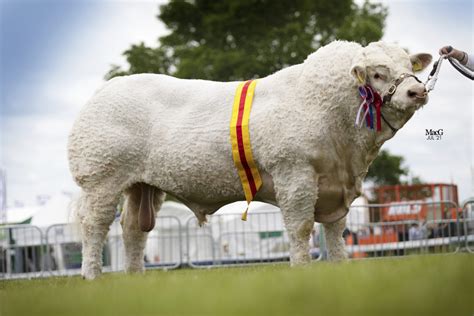 Breed Standard – The British Charolais Cattle Society